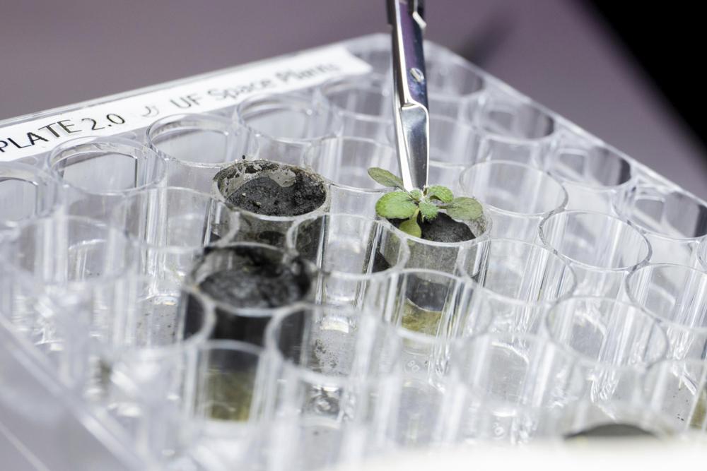A researcher harvests a thale cress plant growing in lunar soil, at a laboratory in Gainesville, Fla. in 2021. For the first time, scientists have used lunar soil collected by long-ago moonwalkers to grow plants, with results promising enough that NASA and others already are envisioning hothouses on the moon for the next generation of lunar explorers.