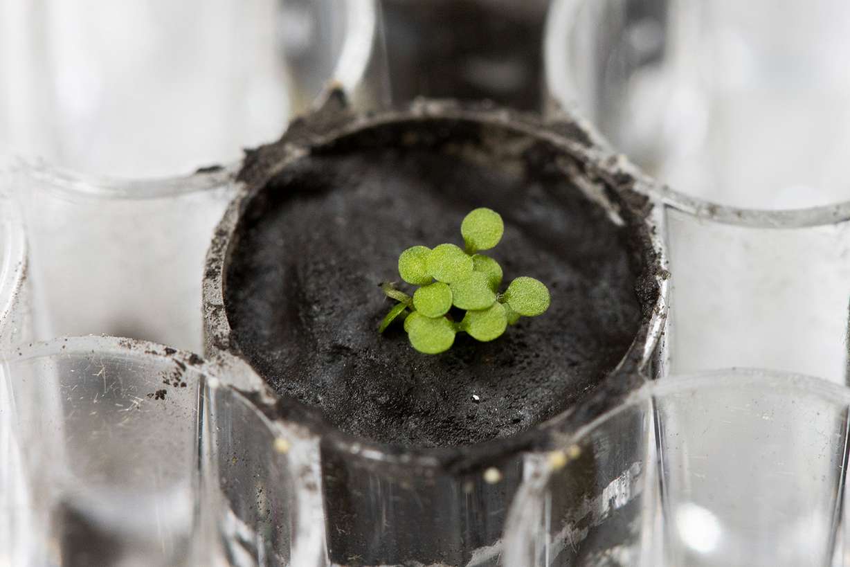Several Arabidopsis plants sprout from lunar soil as part of the Lunar Plants Research program on May 5, 2021. In a landmark first, scientists have grown plants in lunar soil using samples collected during the Apollo missions to the moon.