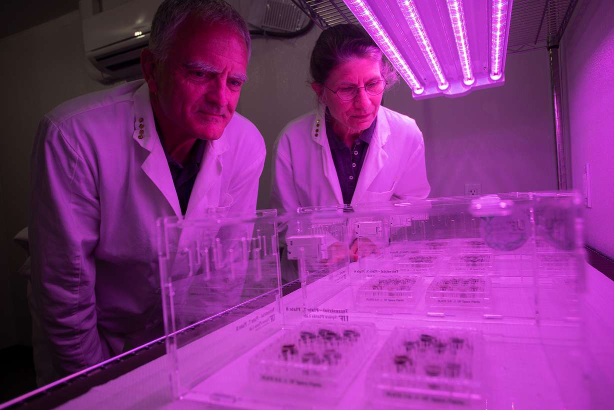 Plants have been grown in lunar soil for the 1st time ever. Rob Ferl, left, and Anna-Lisa Paul grew the seeds under LED lights tuned to optimal wavelengths for photosynthetic plant growth.