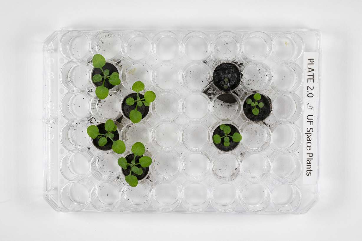 By day 16, there were clear physical differences between plants grown in the volcanic ash (left) compared with those grown in the lunar soil (right). In a landmark first, scientists have grown plants in lunar soil using samples collected during the Apollo missions to the moon.