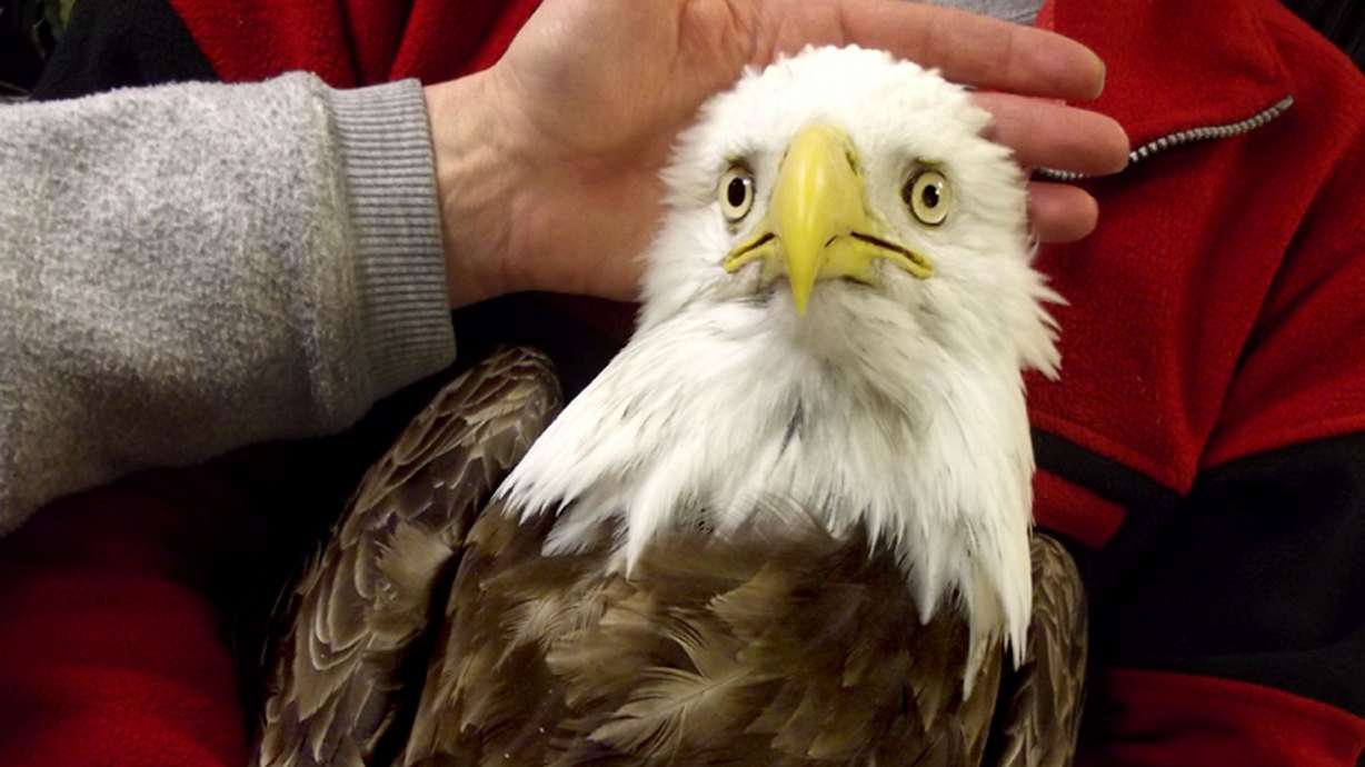 This undated image provided by the Wildlife Rehabilitation Center of Northern Utah shows one of five bald eagles that was brought into the center for care.