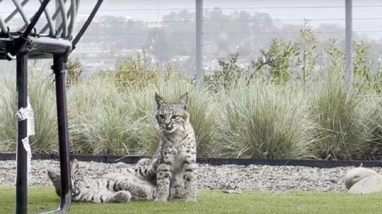 Seems like these bobcat cubs aren't so different from your kids.