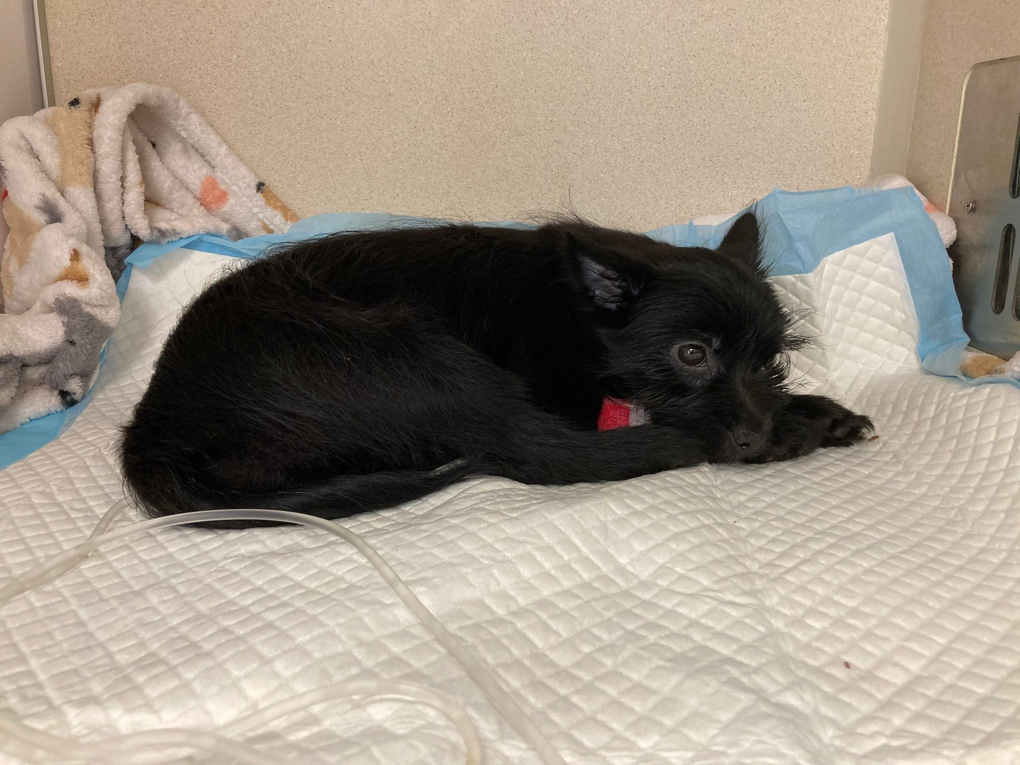 A 2-month-old puppy has a long — and expensive — recovery ahead of her after she was thrown from a moving car on Friday.