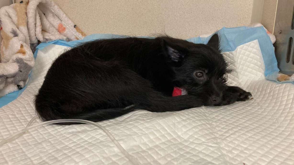 A 2-month-old puppy has a long — and expensive — recovery ahead of her after she was thrown from a moving car on Friday, May 13.