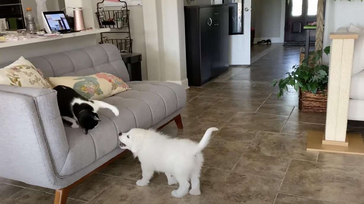 This cat is a little tired of its puppy brother's mischief.