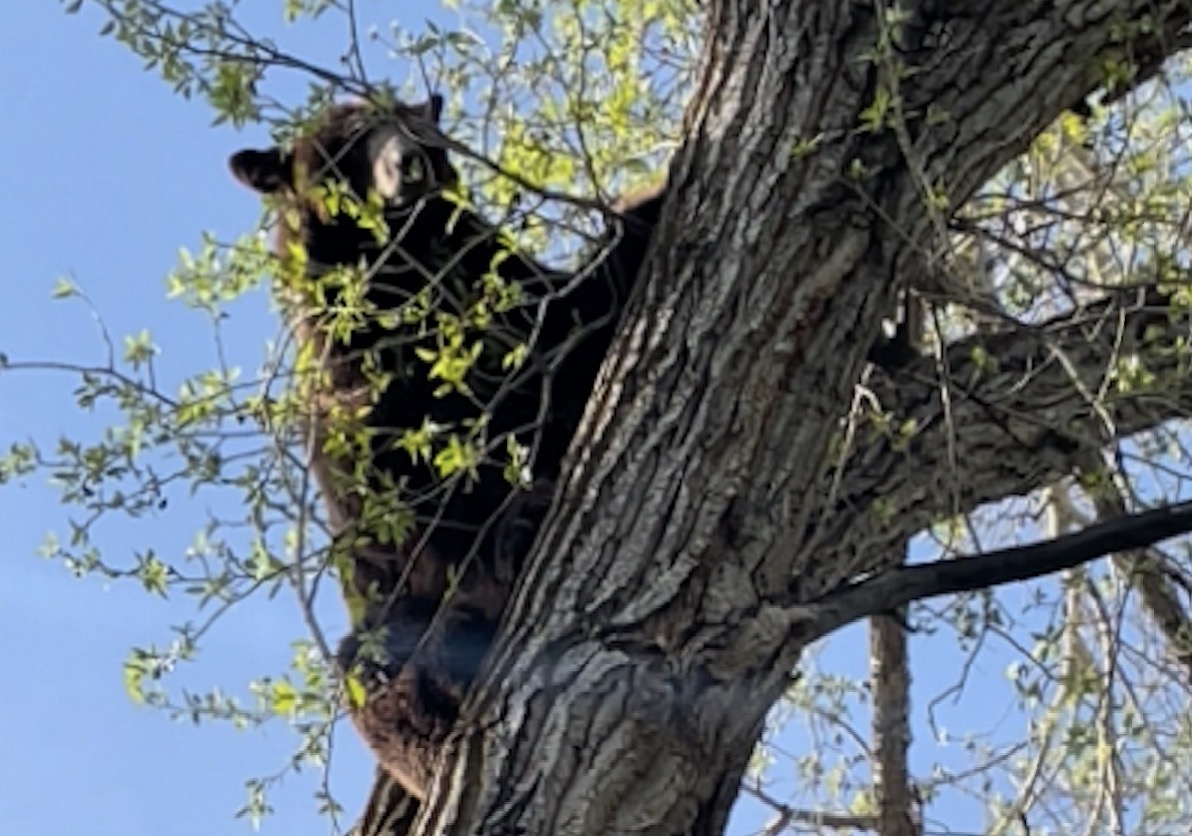 A black bear in a tree in Morgan Monday morning. Utah wildlife officials tranquilized the animal after it was seen roaming around near Morgan Middle School earlier in the morning.