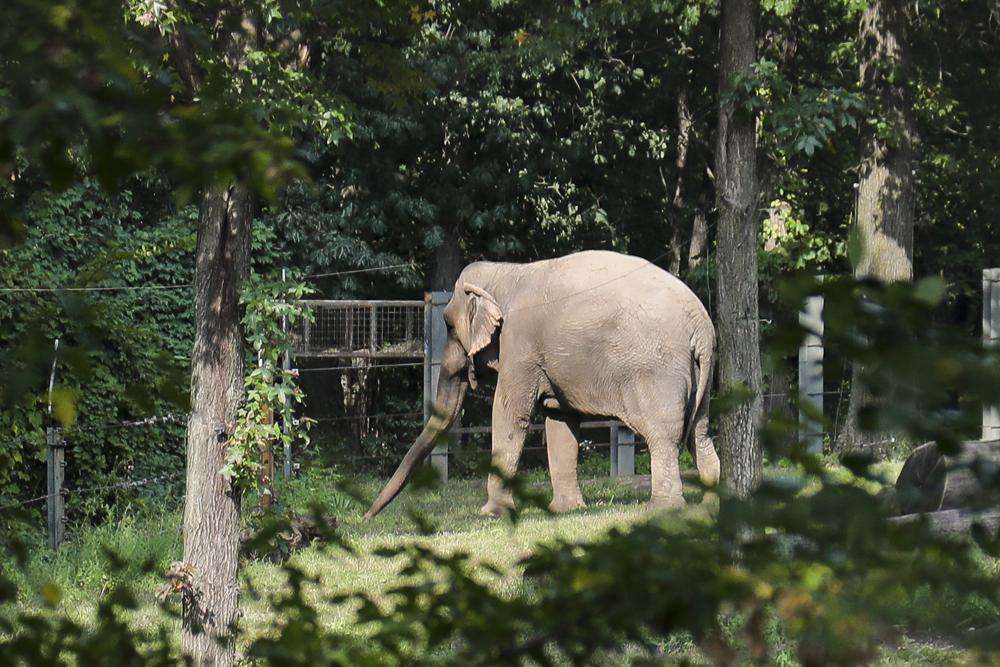 Bronx Zoo elephant "Happy" strolls in a habitat inside the zoo's Asia display, Oct. 2, 2018, in New York. A legal fight to release Happy the elephant from the Bronx Zoo after 45 years will be argued Wednesday, before New York's highest court in a closely watched case over whether a basic right for people can be extended to an animal.