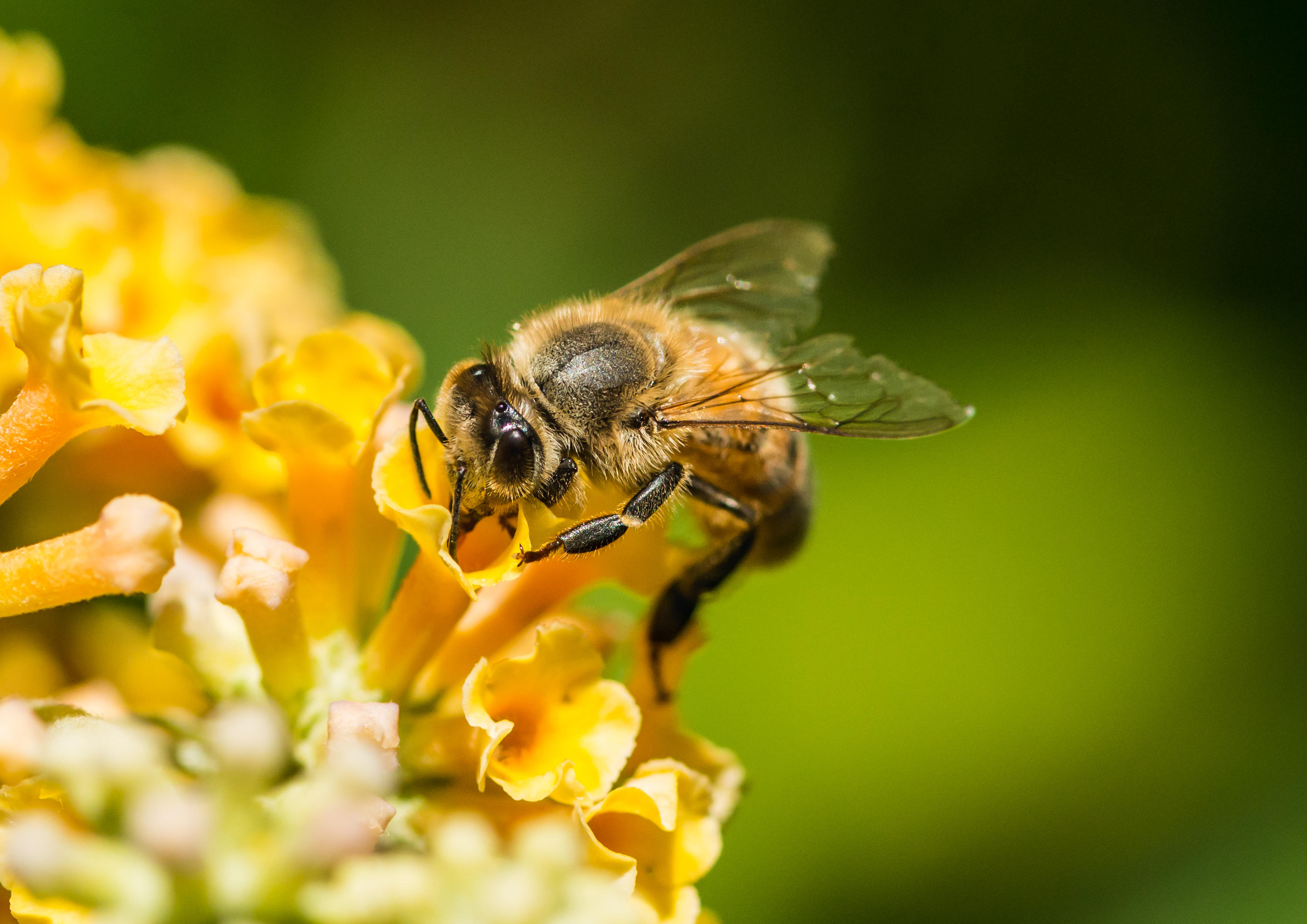 A honey bee collects pollen from a yellow butterfly bush in this undated photo. A bee attack in France Sunday morning left 24 people injured in an incident may have been related to Asian hornets threatening beehives that had been installed on the roof terrace of a downtown hotel.
