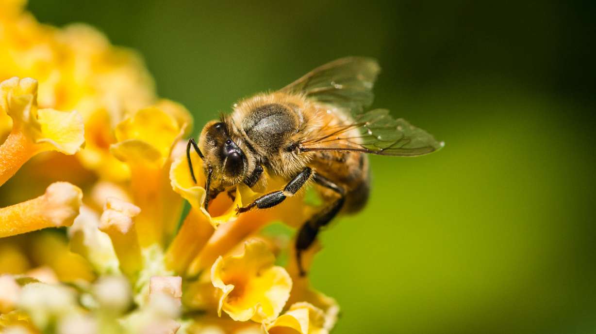 A honey bee collects pollen from a yellow butterfly bush. May 20 is World Bee Day.