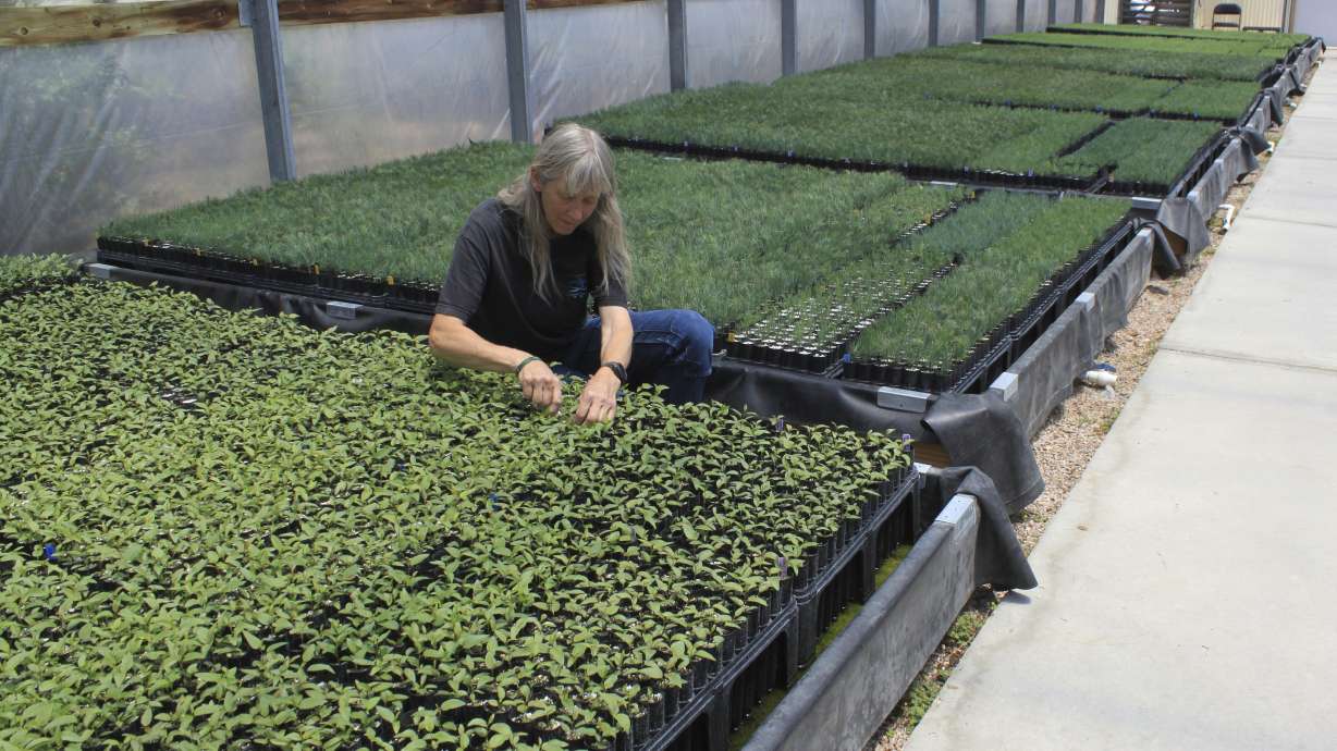 This May 18 image shows nursery manager Tammy Parsons thinning aspen seedlings at a greenhouse in Santa Fe, N.M. Parsons and her colleagues evacuated an invaluable collection of seeds and tens of thousands of seedlings from the New Mexico State University's Forestry Research Center in Mora, New Mexico, as the largest fire burning in the U.S. approached the facility.