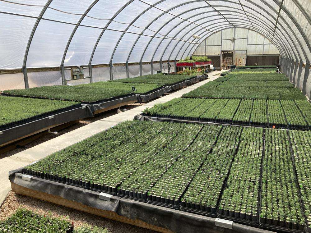 This May 18 image shows tiny ponderosa pine, Douglas fir, aspen and other conifer seedlings at a greenhouse in Santa Fe, N.M. Tens of thousands of the seedlings and an invaluable seed bank recently were evacuated from New Mexico State University's Forestry Research Center in the mountain community of Mora as the largest wildfire burning in the U.S. approached the facility.