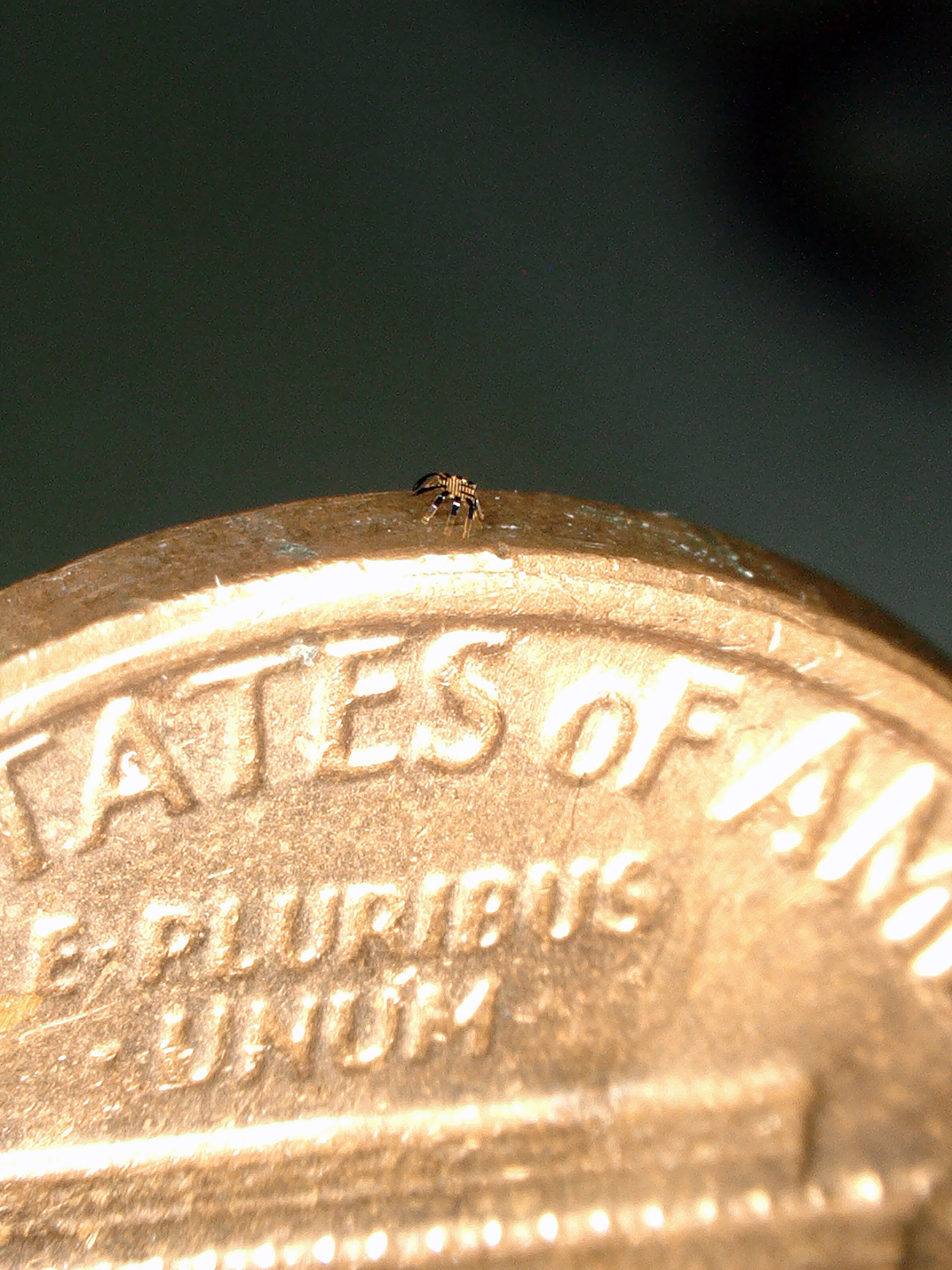 Engineers at Northwestern University in Evanston, Illinois, invented the world's smallest remote-controlled walking robot. The robotic crab can balance on the side of a penny.