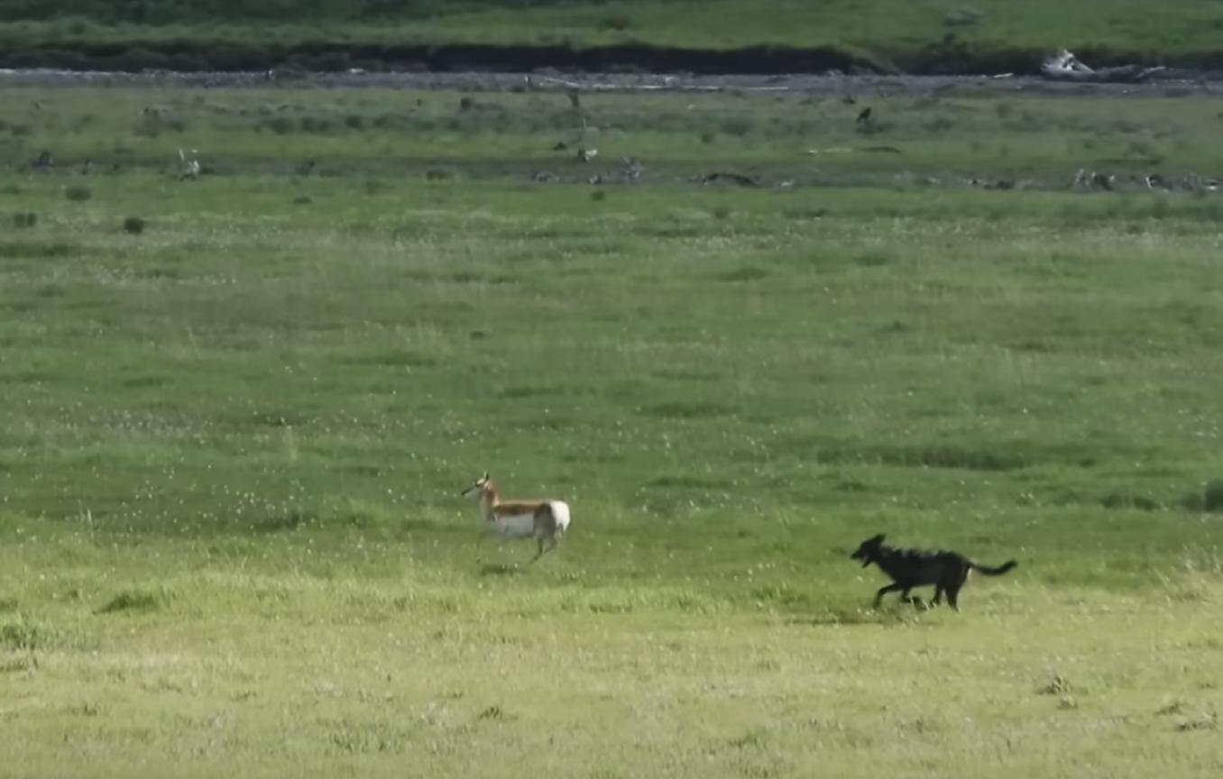 A black wolf chases a baby pronghorn in Lamar Valley, Yellowstone National Park, in this video posted April 28.
