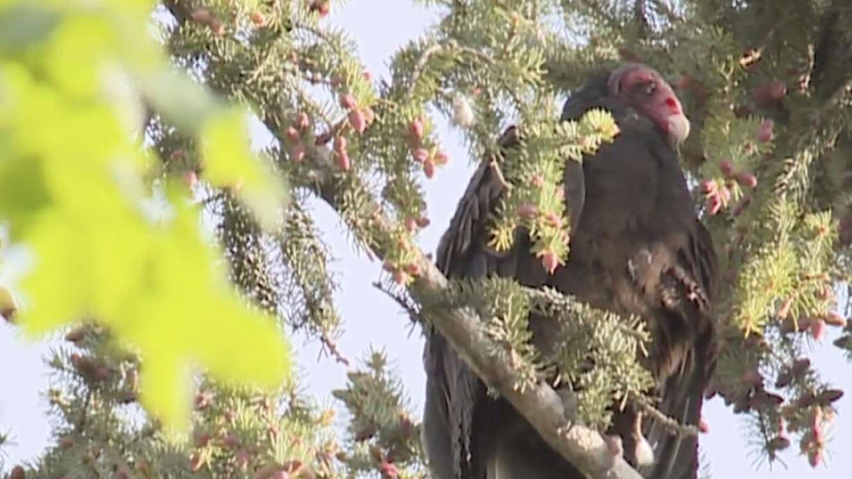 El dueño de casa, Logan, se preocupó por el riesgo de gripe aviar después de encontrar buitres de pavo muertos