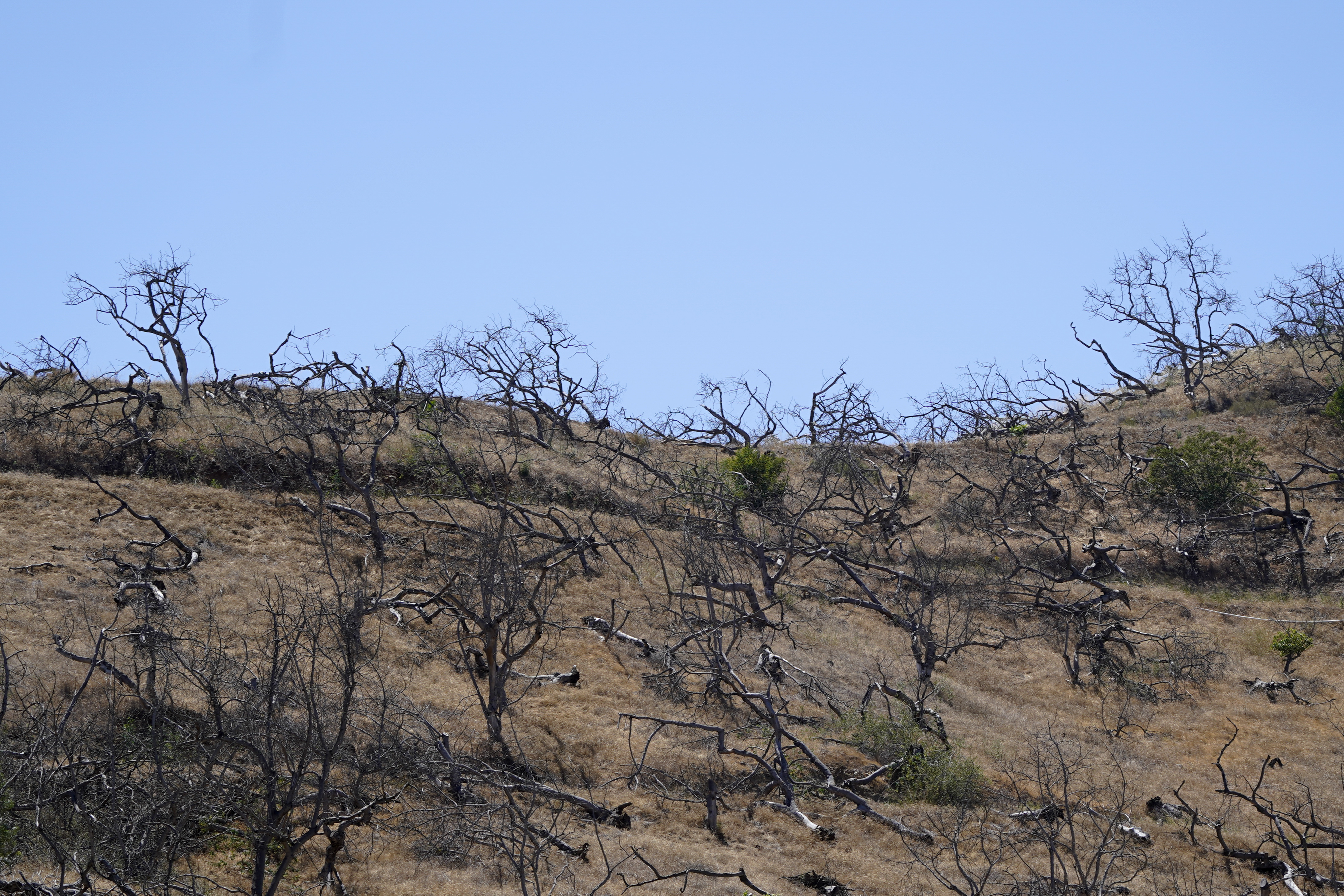 A hillside is dotted with dried avocado trees after being left fallow, Thursday, near Rainbow, Calif. San Diego County's water is among the most expensive in the country. Two rural irrigation districts in the county, home to large avocado industries, want to break away from the regional water supplier, saying they can purchase cheaper water elsewhere.