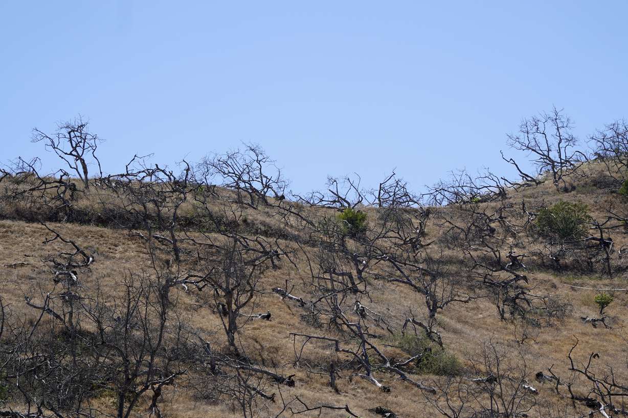 A hillside is dotted with dried avocado trees after being left fallow, Thursday, near Rainbow, Calif. San Diego County's water is among the most expensive in the country. Two rural irrigation districts in the county, home to large avocado industries, want to break away from the regional water supplier, saying they can purchase cheaper water elsewhere.