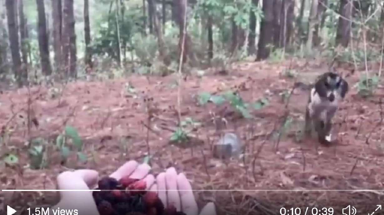 A little goat emerges from the forest with a surprise friend in tow.