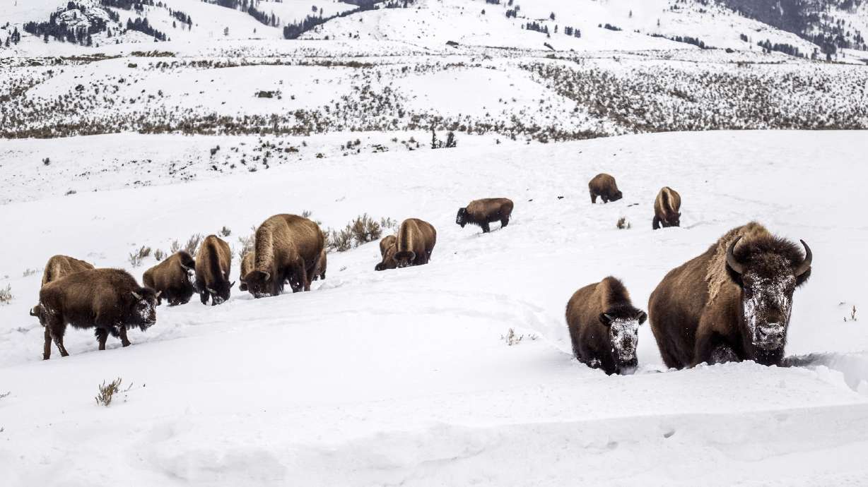 A mother bison leads her calf through deep snow toward a road in Yellowstone National Park, Wyo., Feb. 20, 2021. A bison has gored a 25-year-old woman in Yellowstone Monday.