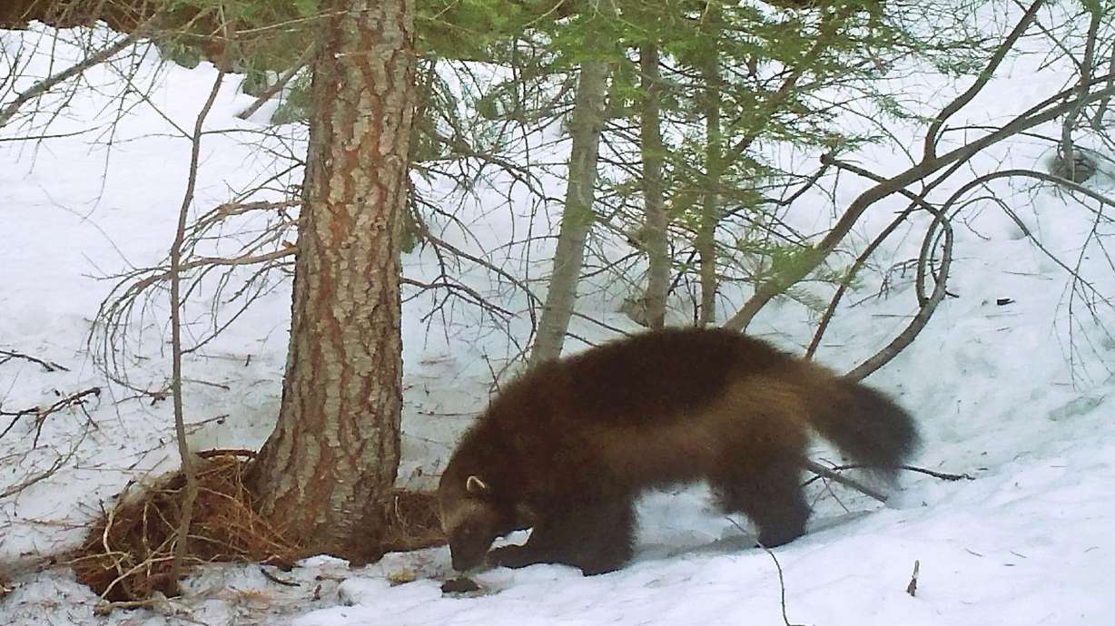 This Feb. 27, 2016, photo provided by the California Department of Fish and Wildlife, from a remote camera set by biologist Chris Stermer, shows a mountain wolverine in the Tahoe National Forest near Truckee, Calif., a rare sighting of the predator in the state.