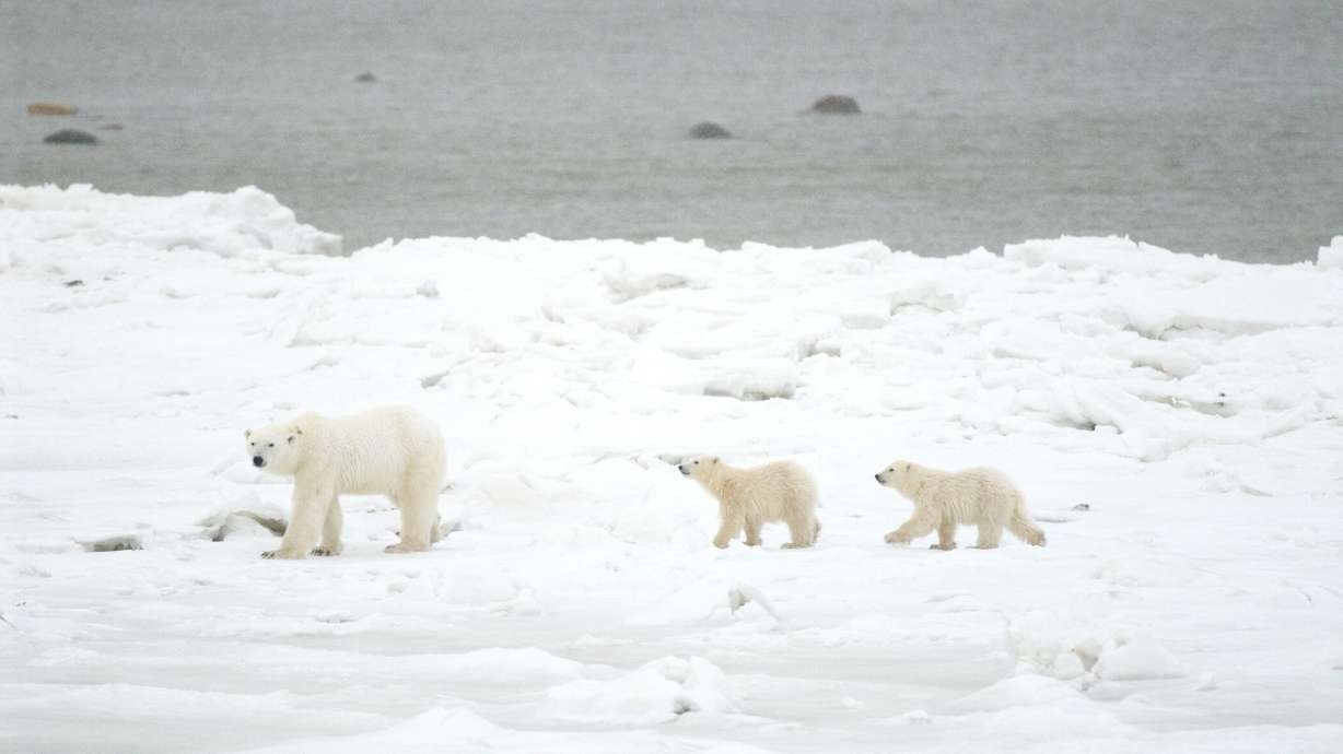 A Polar Bear and her cubs traverse across ice in Churchill, Canada. Brigham Young University students and researchers last November traded in their usual mountainous terrain for the frozen tundra of Churchill, where they spent six days studying polar bears to assess the feasibility of radar technology in tracking polar bears above ground.