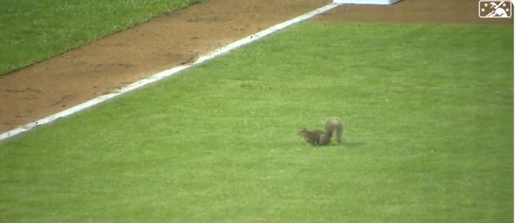 Screenshot of a video of a squirrel running rampant during a minor league baseball game.