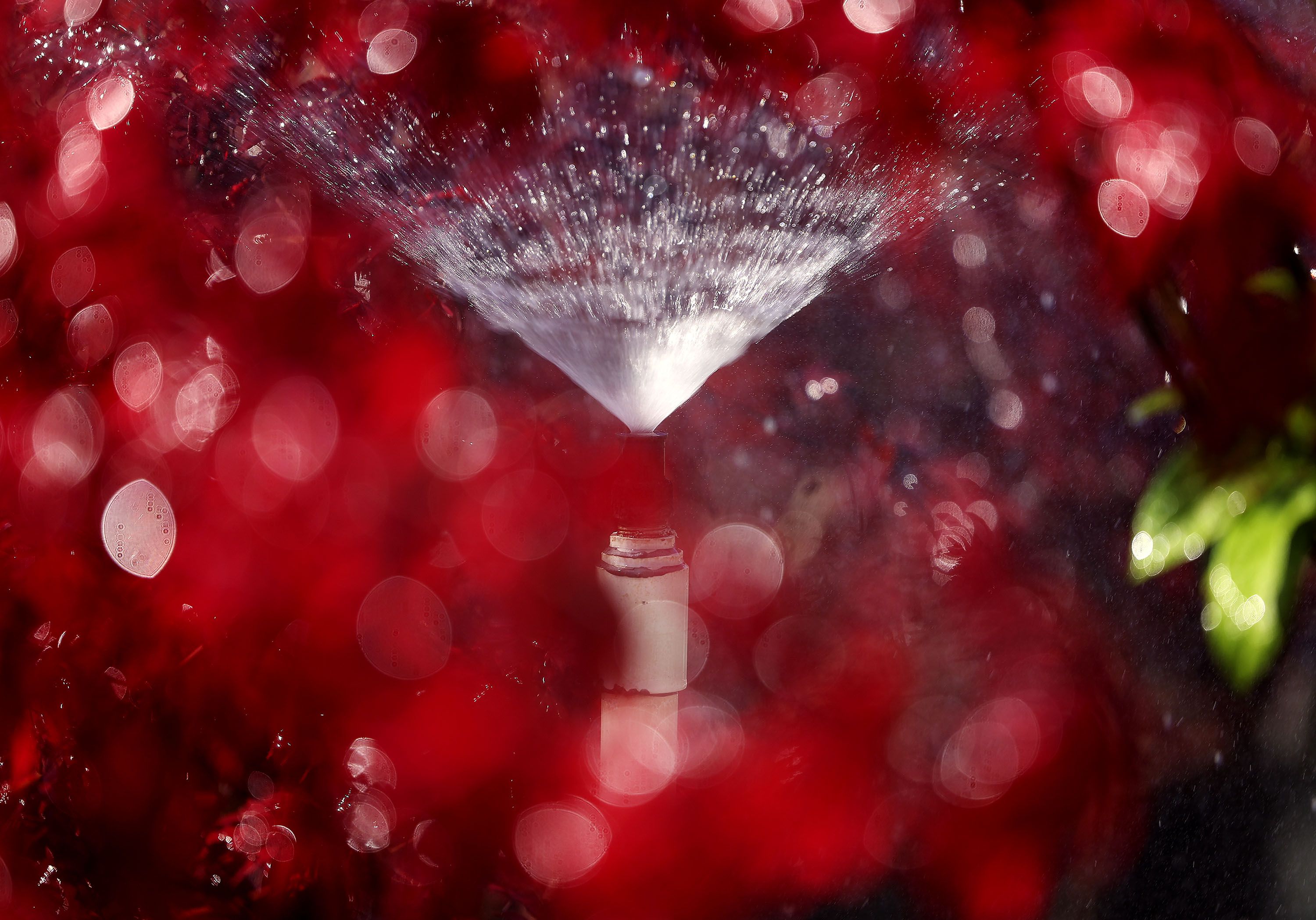 Plants are watered at a tree shop in Layton on Thursday. Millions of residents of southern California are now limited to one day a week of outdoor irrigation, just like a huge chunk of northern Utah.