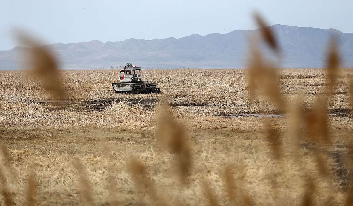 Kelly Ellis, with Ellis Erosion Control Systems, tramples phragmites with a Marsh Master in the Farmington Bay Waterfowl Management Area in Farmington on April 11, 2018.
