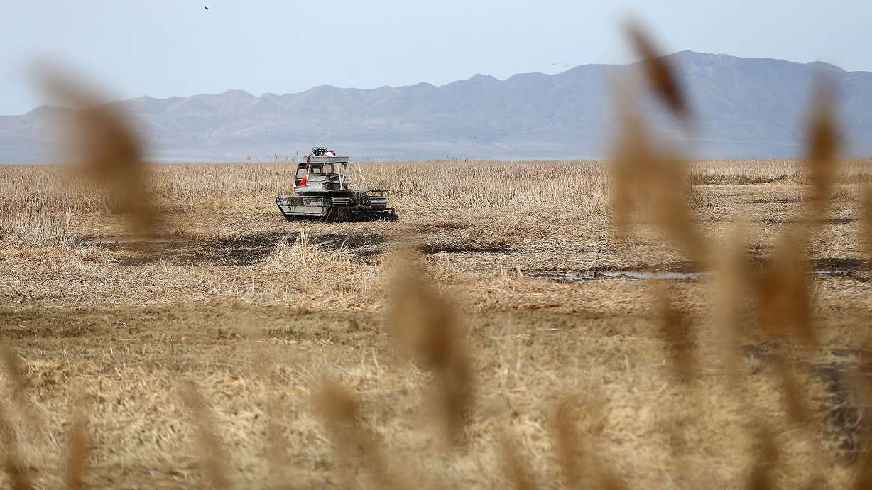 Kelly Ellis, with Ellis Erosion Control Systems, tramples phragmites with a Marsh Master in the Farmington Bay Waterfowl Management Area in Farmington on April 11, 2018. A new Utah State University-led study found high concentrations of lead and mercury in the invasive species' seeds from contaminated water in the Great Salt Lake.