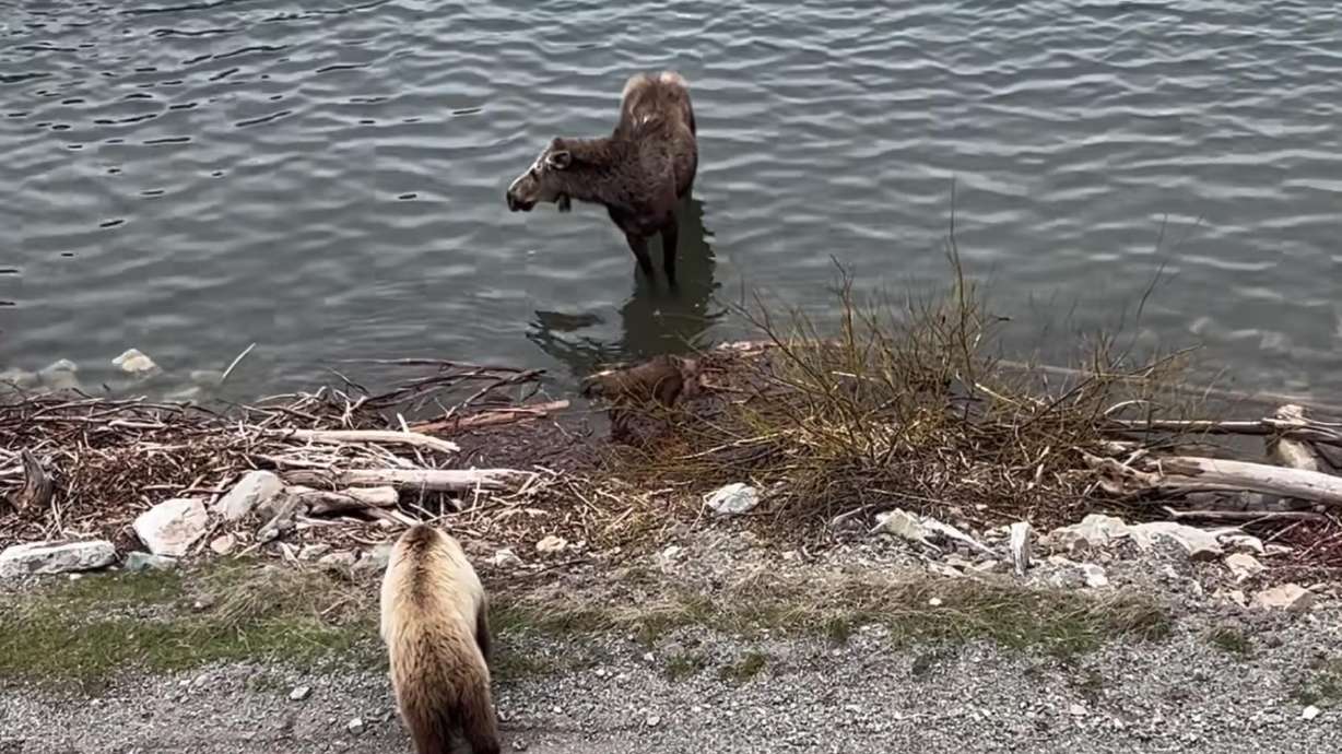 A mother moose warns a loitering grizzly bear after the birth of her calves at Glacier National Park in this video posted May 30.