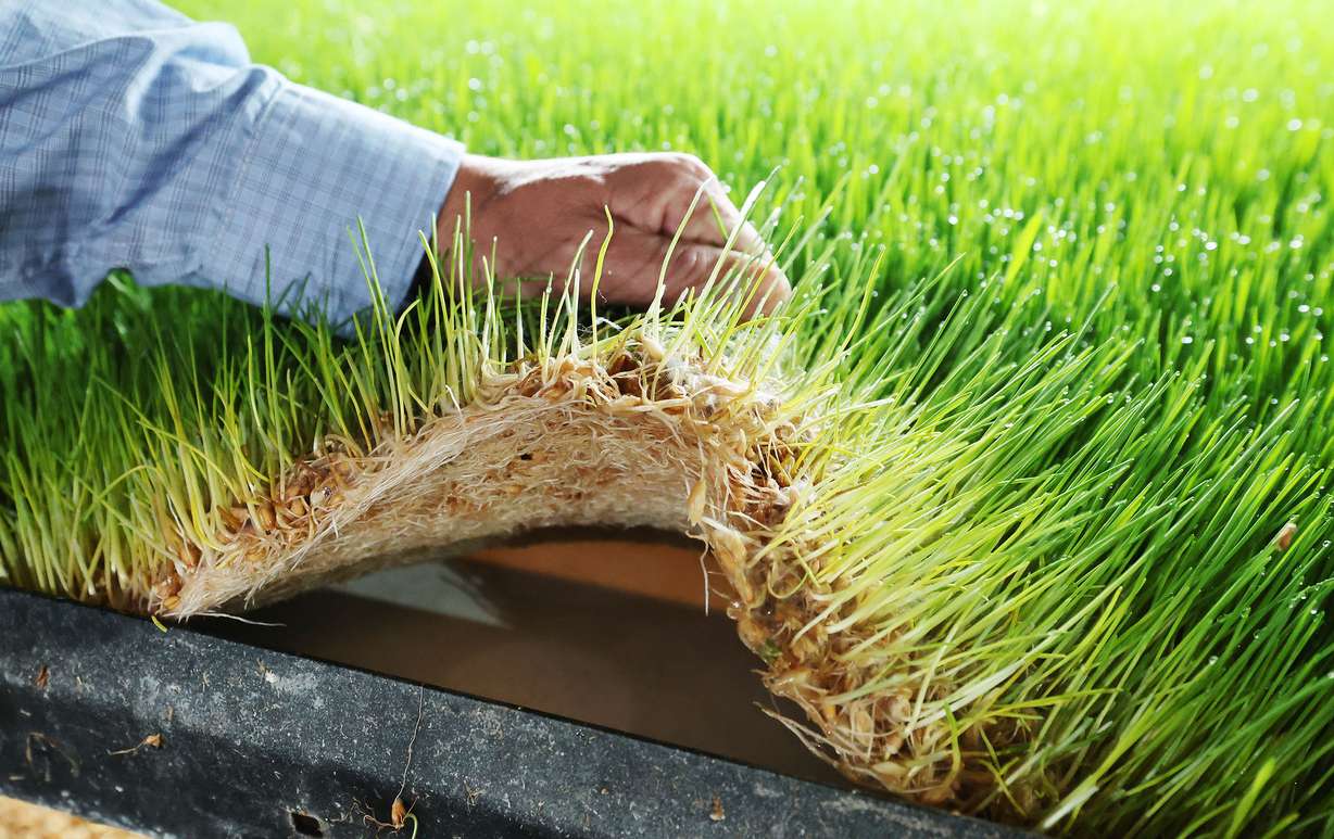 Hydrogreen feed is pictured in Castle Dale on May 11. The new technology transforms seed into feed within a matter of days and uses less than one-tenth of the water required for traditional alfalfa fields.
