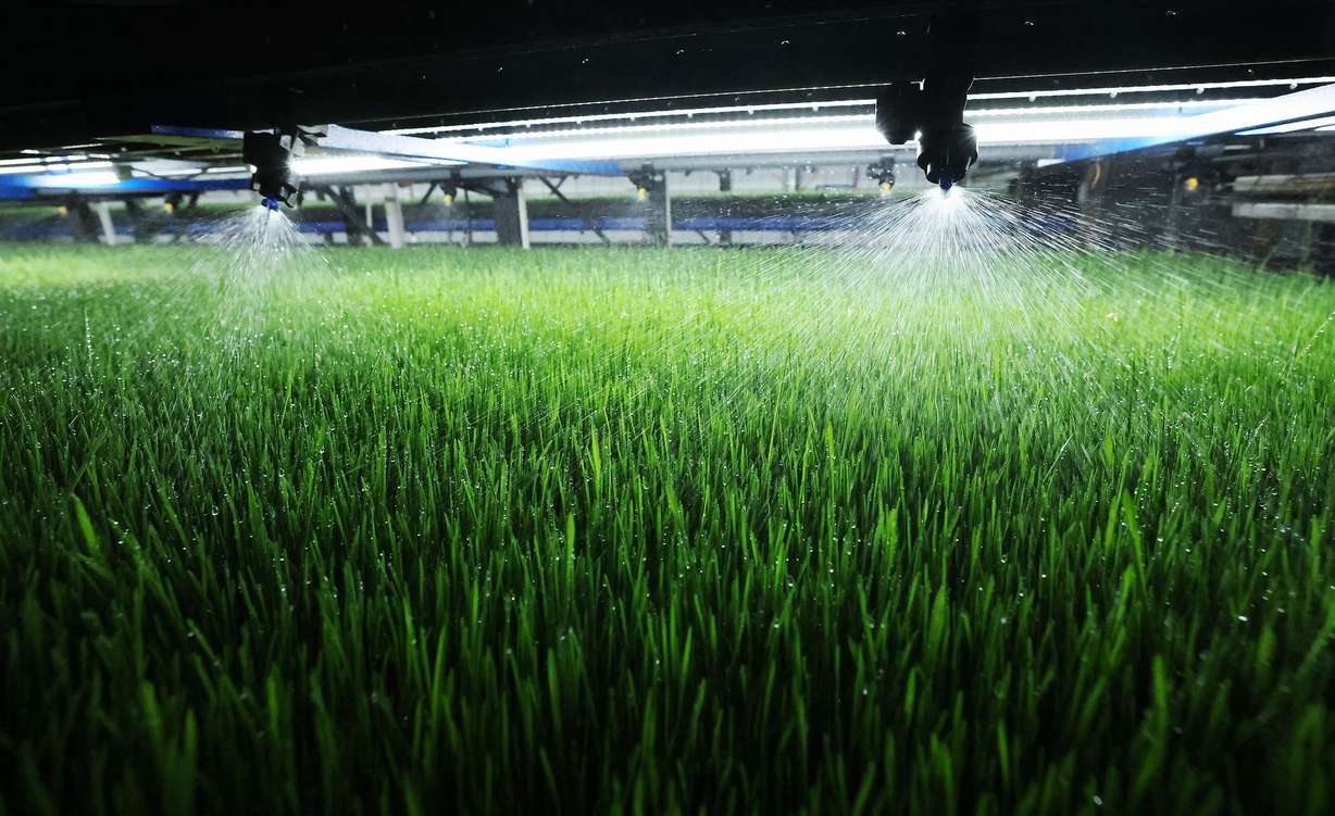 Hydrogreen feed is watered in Castle Dale on May 11. The new technology transforms seed into feed within a matter of days and uses less than one-tenth of the water required for traditional alfalfa fields.