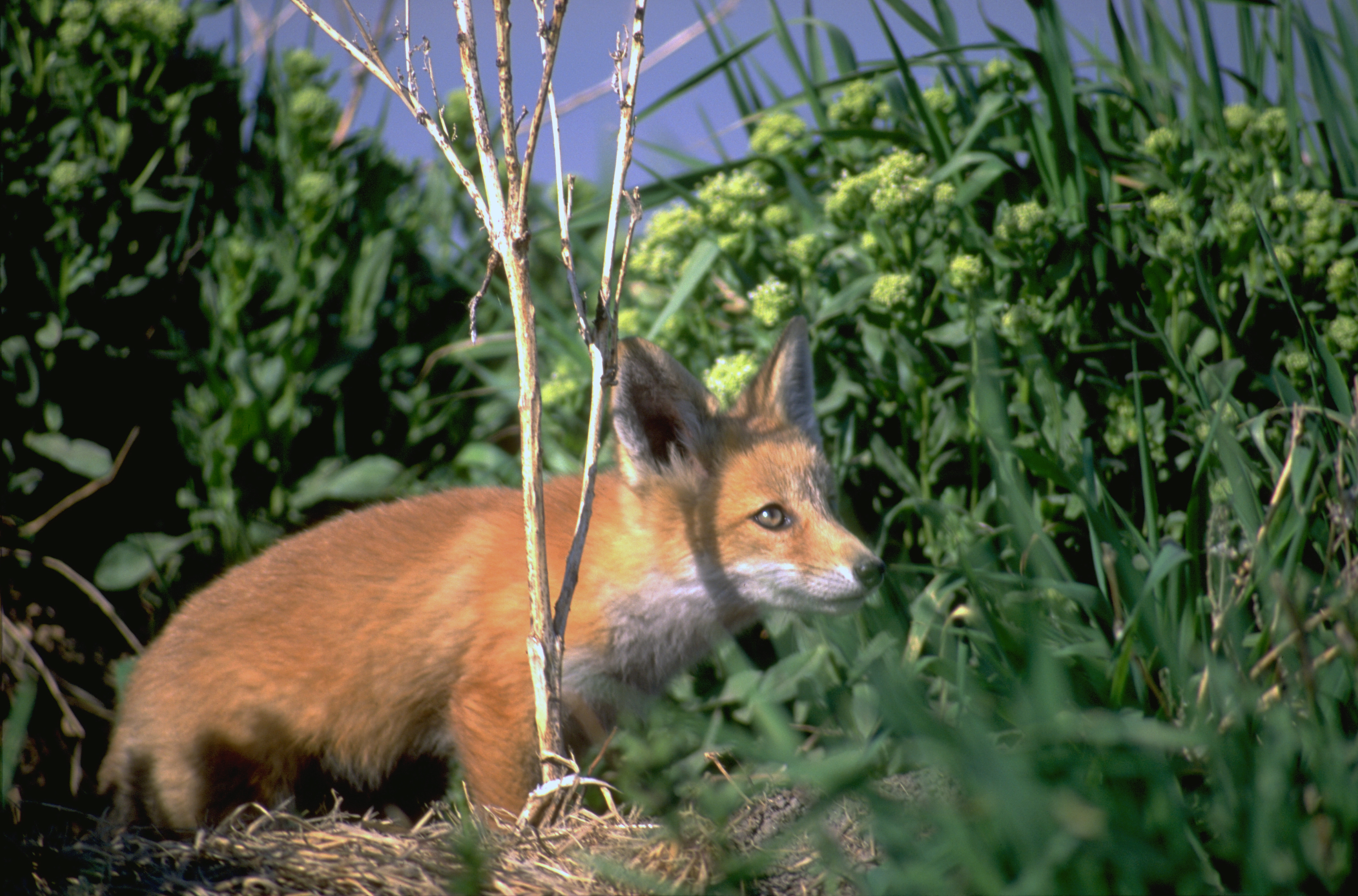 A photo of a red fox taken in Utah. Utah Division of Wildlife Resources officials said a pair of red foxes found dead in Salt Lake County late last month tested positive for the avian flu.