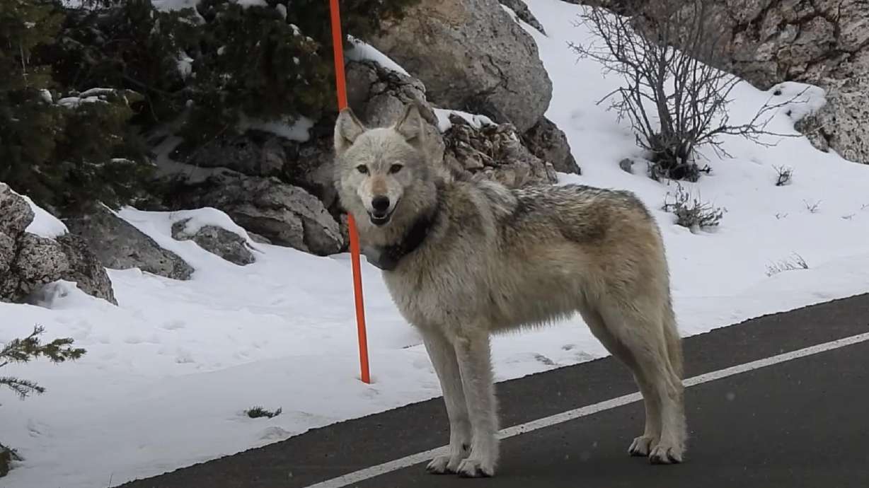 An image from a video posted by the Yellowstone Twins taken at Yellowstone National Park in April.