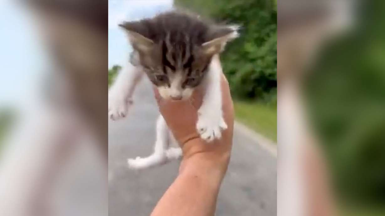 Robert Brantley thought he was helping one stray cat until he was swarmed by more.
