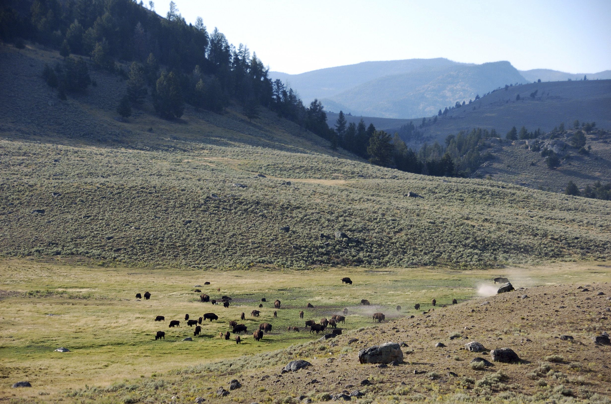 A herd of bison are seen in Yellowstone National Park, Montana, on Aug. 26, 2016. A government panel has renamed a Yellowstone National Park mountain that had been named for a U.S. Army officer who helped lead a massacre of Native Americans.