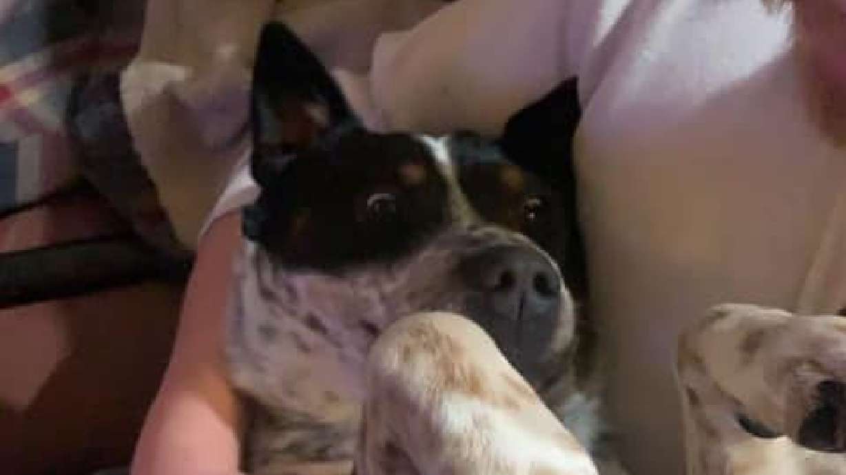 A dog was found shot and killed in Panguitch on Monday, and police are asking for the public's help with any information about the case.