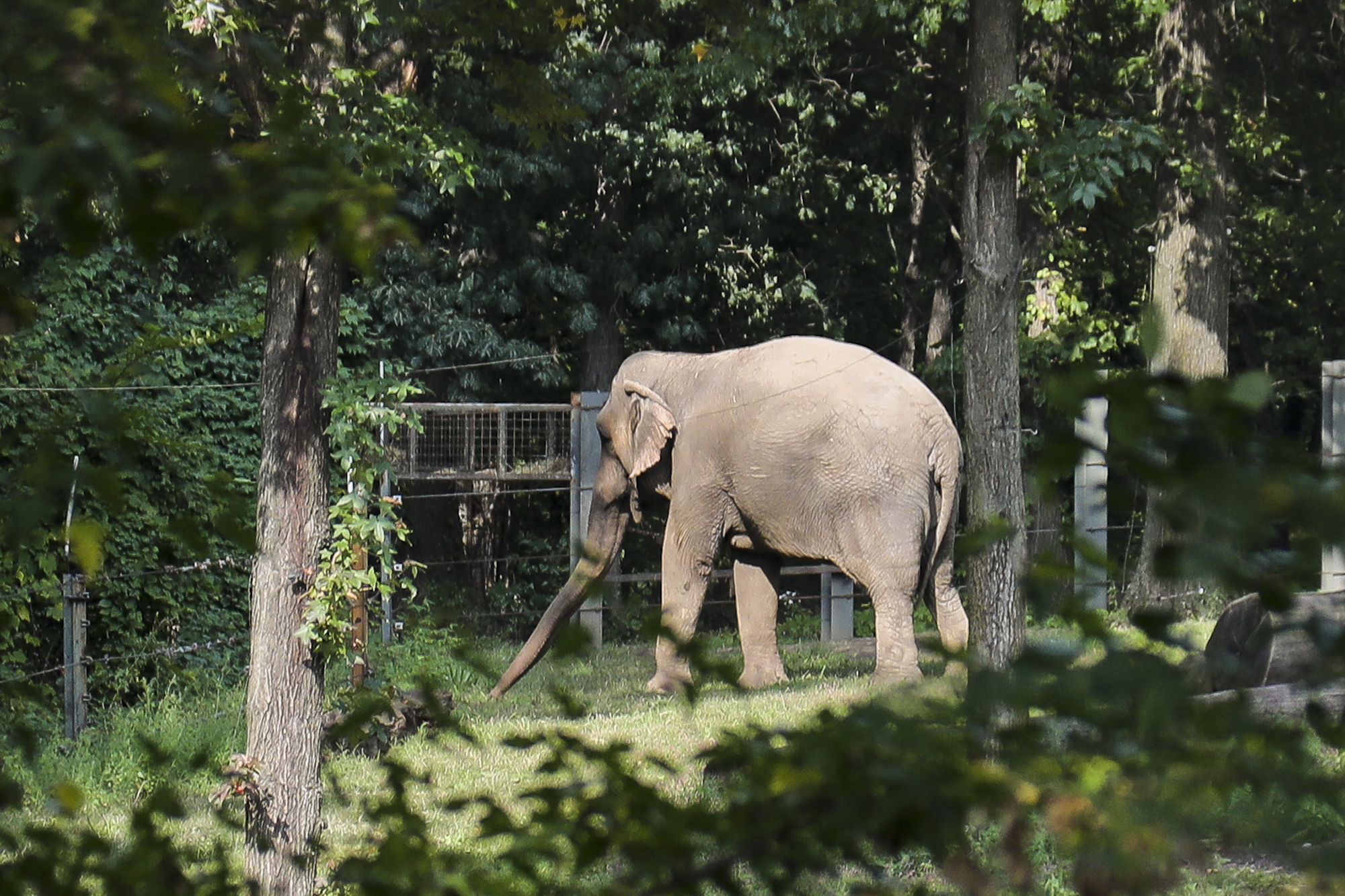 Bronx Zoo elephant "Happy" strolls in a habitat inside the zoo's Asia display, Oct. 2, 2018, in New York. New York's top court has ruled that Happy the elephant may be intelligent and deserving of compassion but cannot be considered a person being illegally confined to the Bronx Zoo.