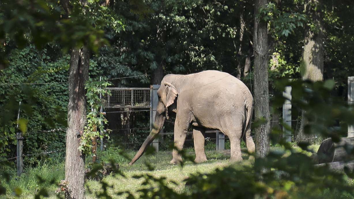 Bronx Zoo elephant "Happy" strolls in a habitat inside the zoo's Asia display, Oct. 2, 2018, in New York. New York's top court has ruled that Happy the elephant may be intelligent and deserving of compassion but cannot be considered a person being illegally confined to the Bronx Zoo.