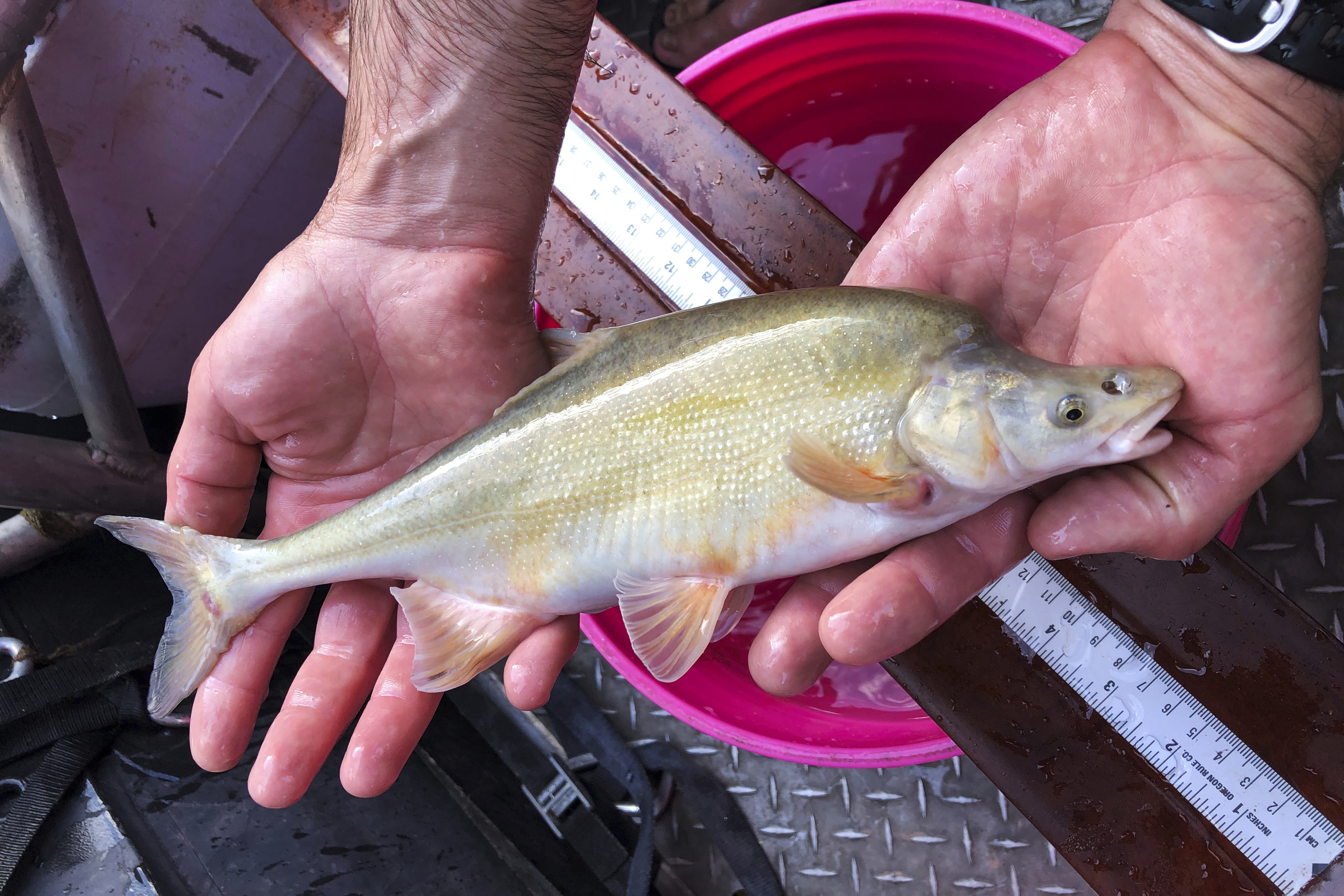 In this July 7, 2020 image provided by the National Park Service, an adult chub is held on the Colorado River near Shinumo Creek, in Grand Canyon National Park in Arizona.