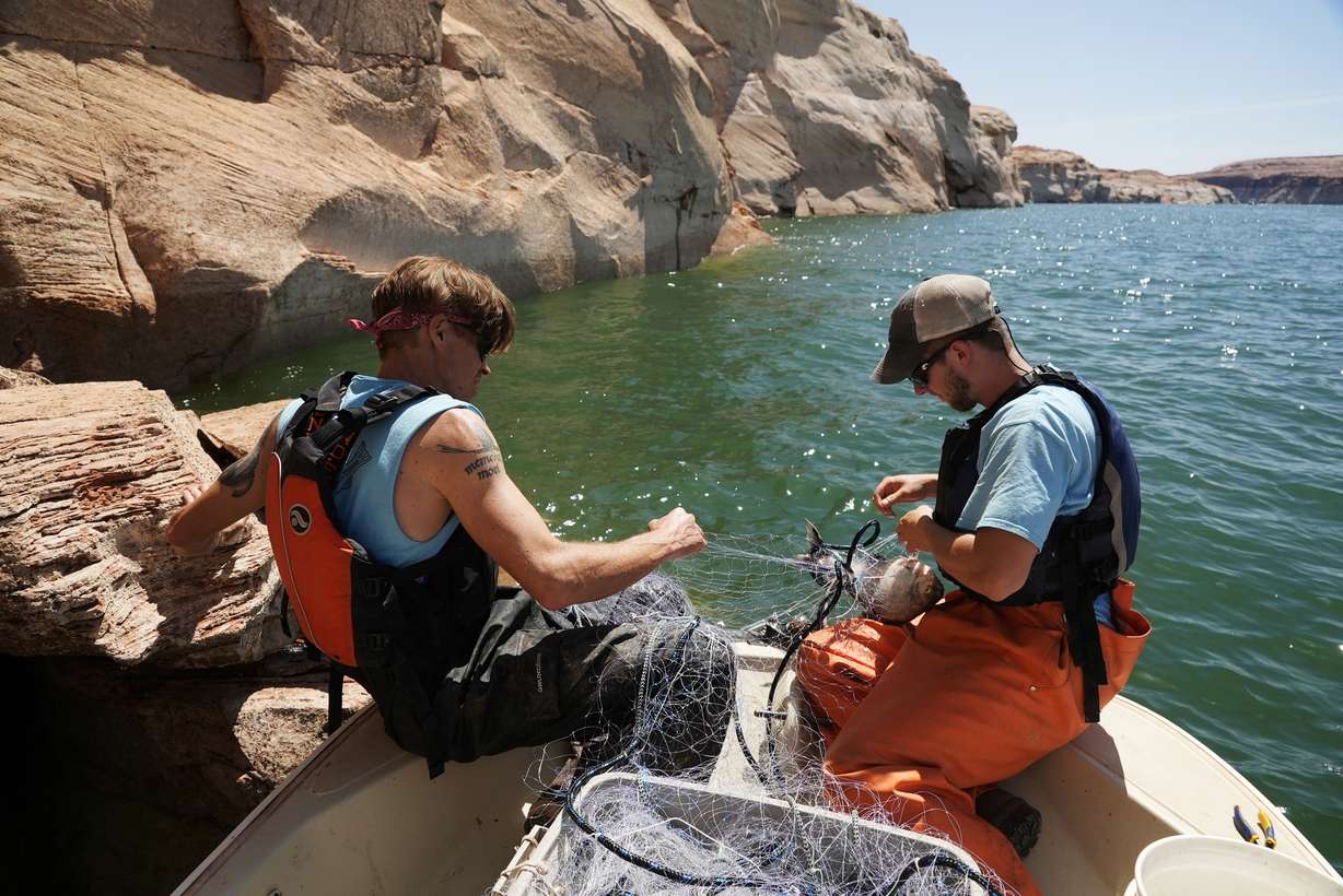 A Utah State University research team pulls in a gillnet at Lake Powell on June 7, in Page, Ariz.