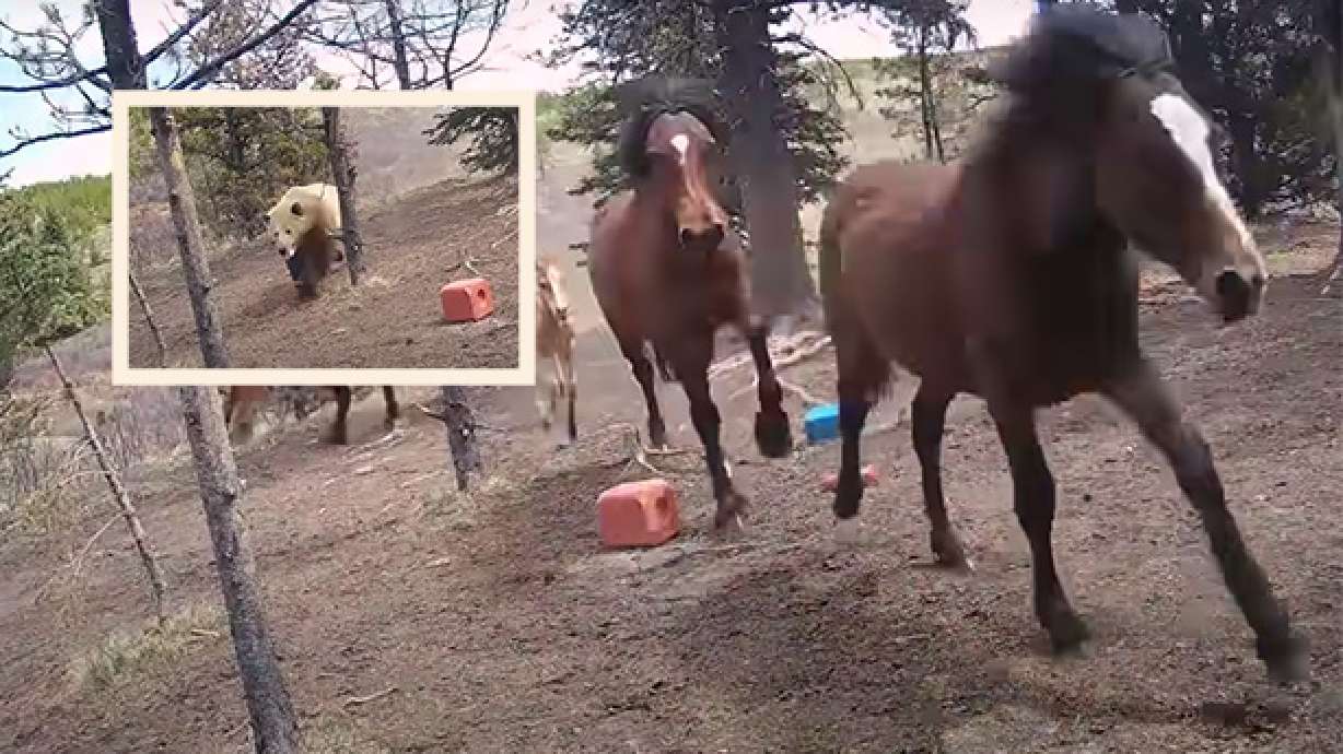 A grizzly bear chases wild horses in Alberta on May 26.