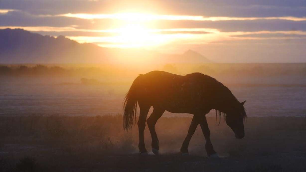 A free-ranging wild horse crosses the range, May 13, as the sun sets near U.S. Army Dugway Proving Ground, Utah. Federal authorities have moved up an operation to remove hundreds of wild horses from western Colorado, citing poor rangeland conditions that threaten the health of many in the herd.