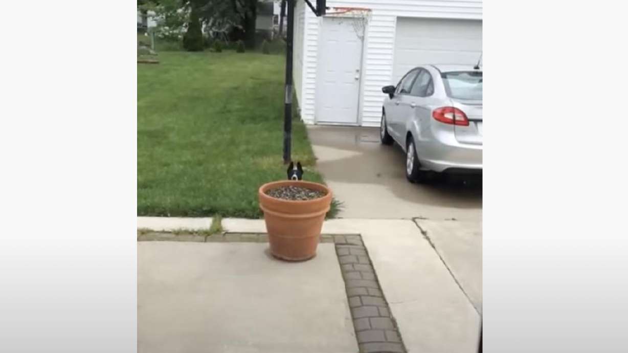 In this video, Tasha's owner is calling her from the house, trying to get her to come to him.