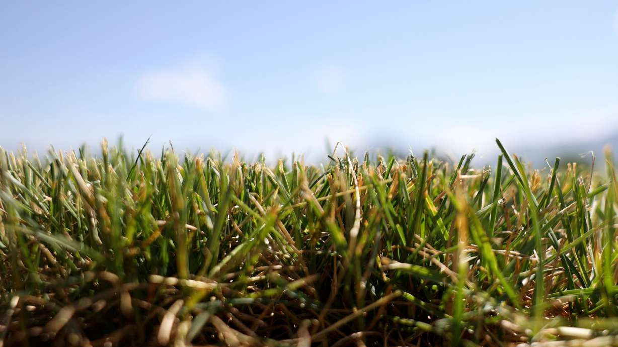 Turf at one of Salt Lake County’s rugby fields is pictured in Murray on Friday. Salt Lake County is planning to replace some park strips and athletic fields with water-wise landscaping and artificial turf.