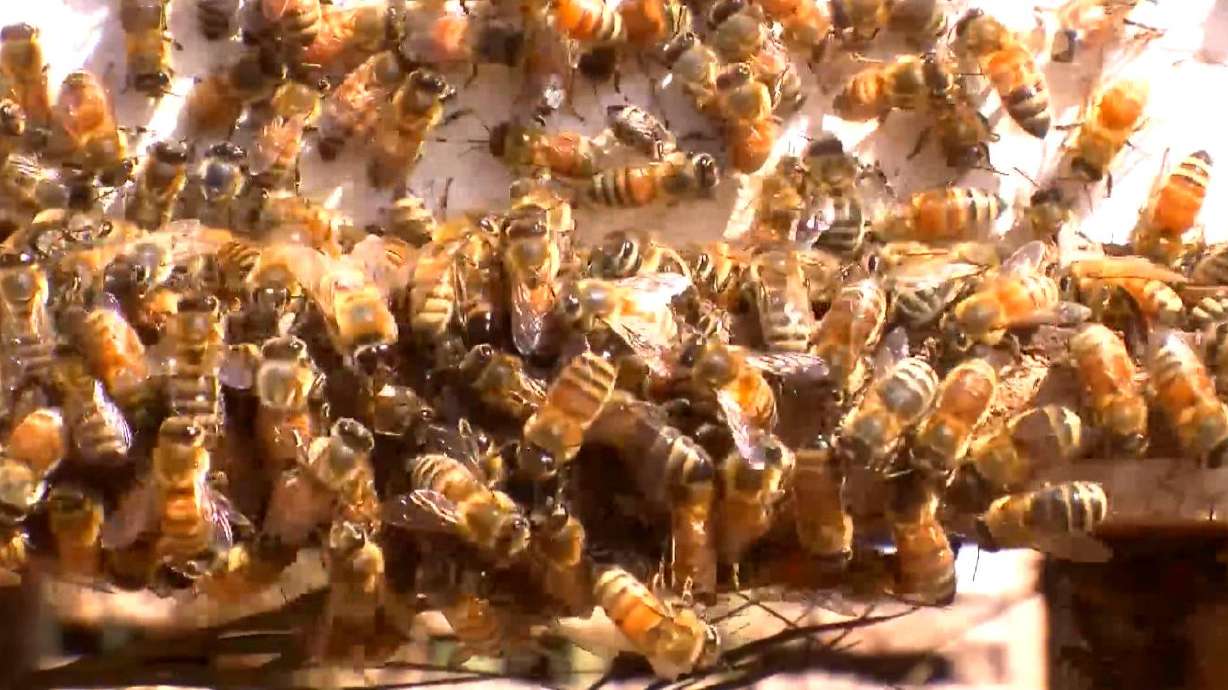 Bees crawl through a beehive in Santaquin on Jan. 12, 2016. A study published last week by the company Lawn Love ranked Utah the second-worst state for beekeeping in the country.