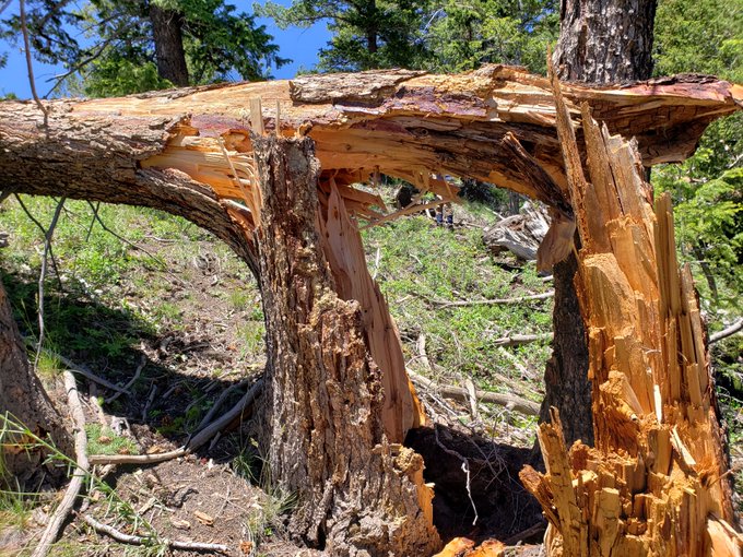 Tree damage from an EF-2 tornado that passed through Duchesne County on Sunday morning. The tornado hit a maximum speed of 125 mph before breaking apart, according to the National Weather Service.