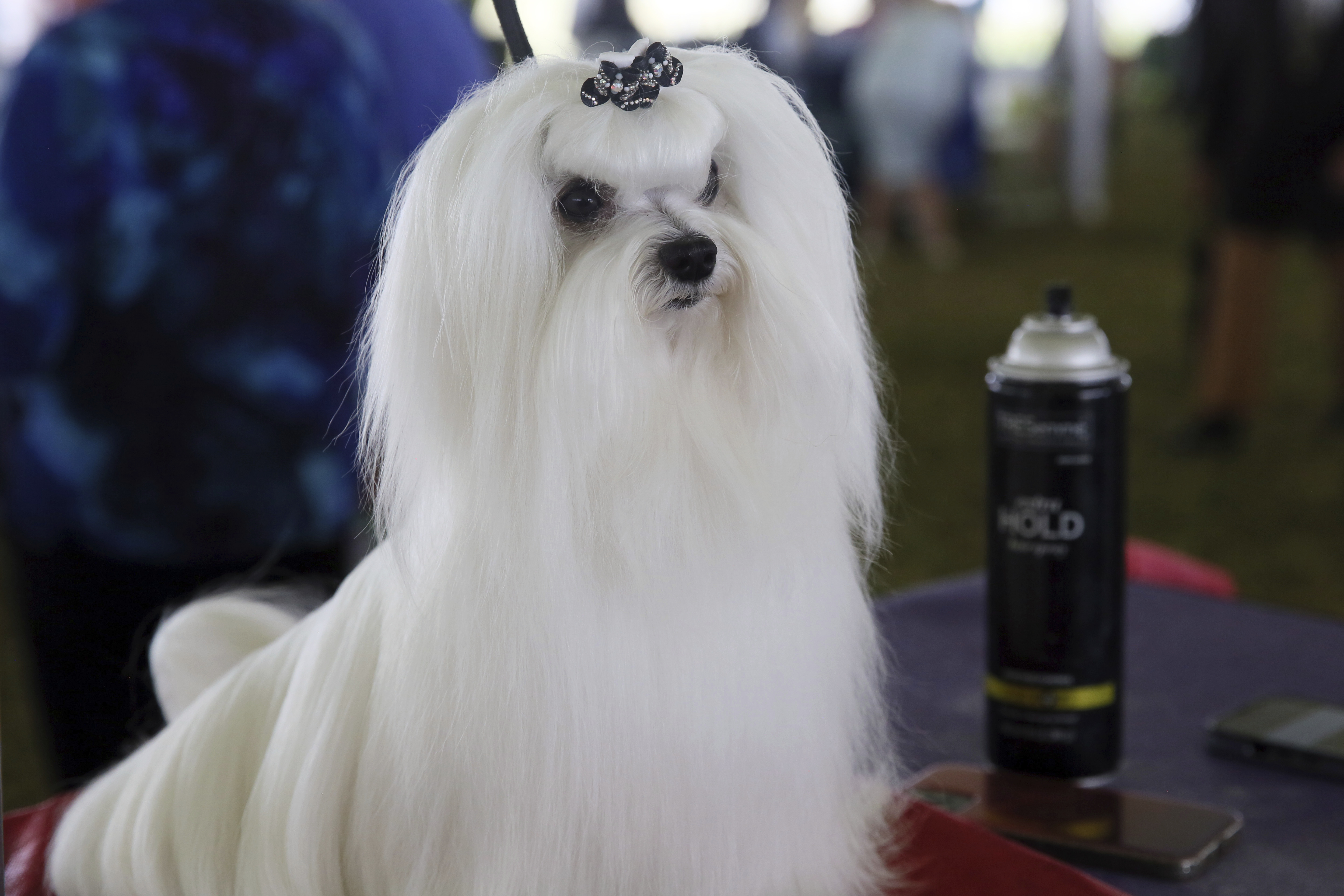 Bentley, a Maltese, waits to compete at the Westminster Kennel Club Dog Show, Tuesday, June 21, 2022, in Tarrytown, N.Y.