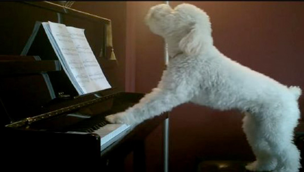 A dog playing the piano and singing along to his chords may be one of the cutest animal videos on the internet.