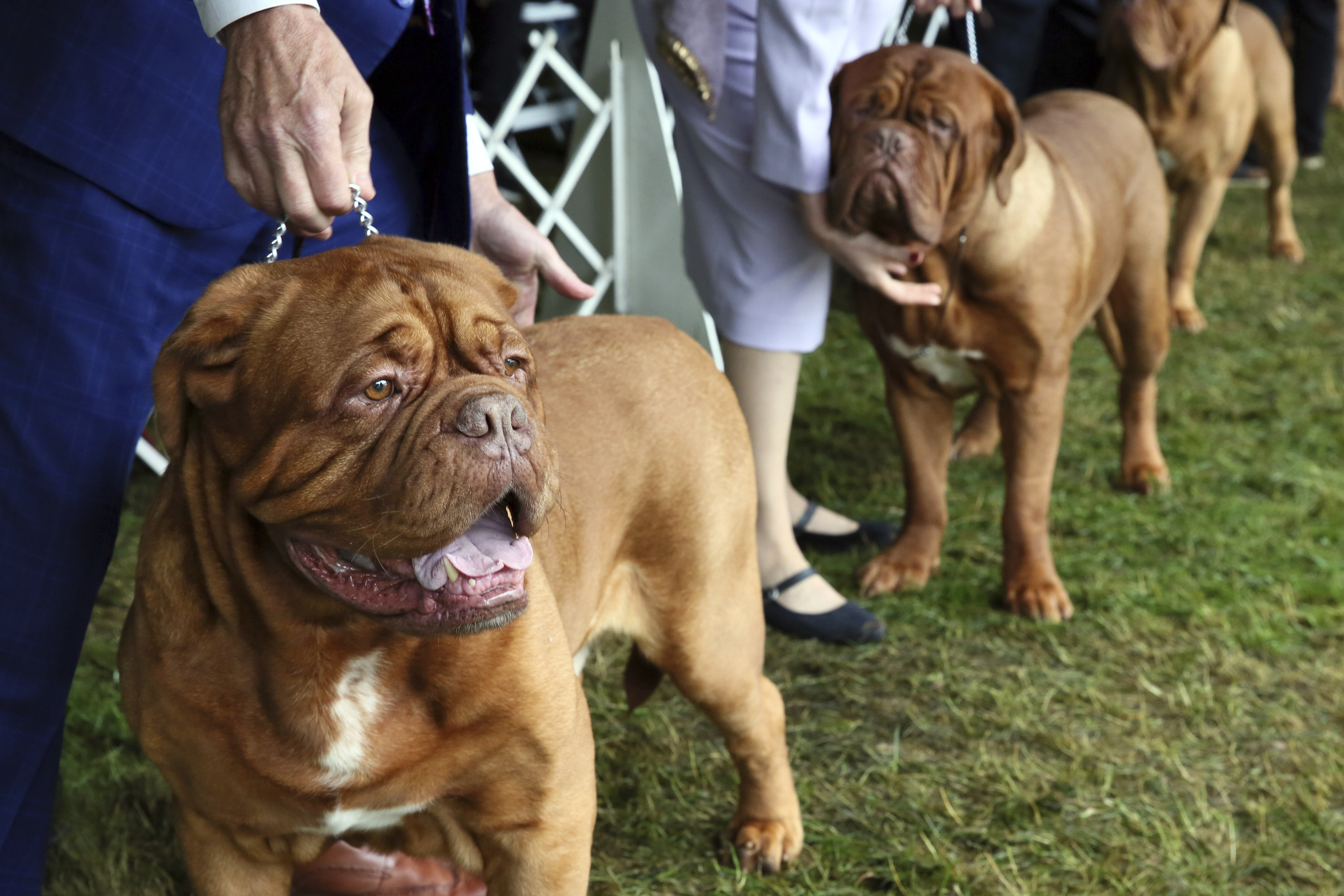 Dogues de Bordeaux compete at the Westminster Kennel Club Dog Show, Wednesday, June 22, 2022, in Tarrytown, N.Y.