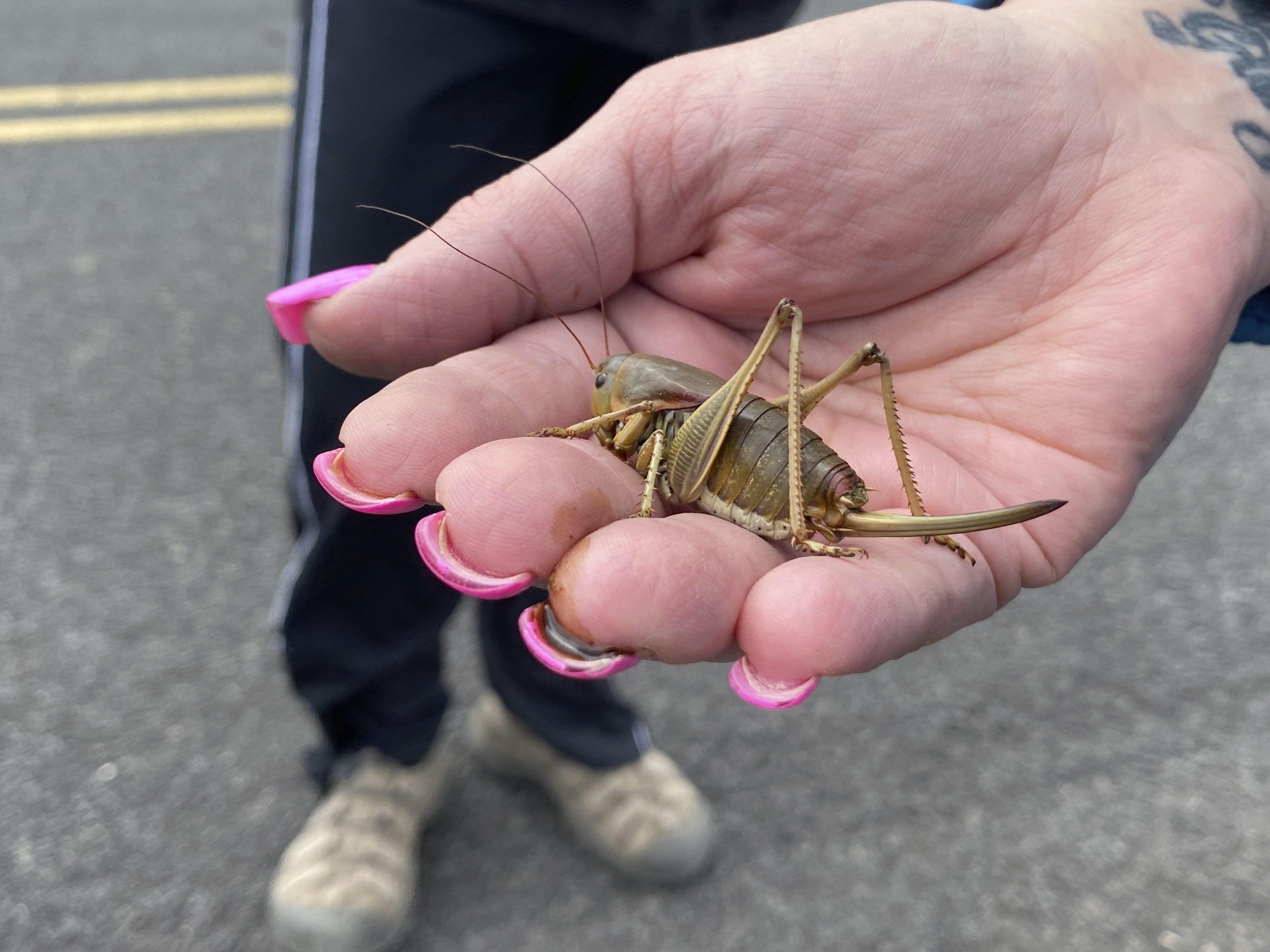 April Aamodt holds a Mormon cricket in her hand in Blalock Canyon near Arlington, Ore. on June 17. Aamodt is involved in local outreach for Mormon cricket surveying. 